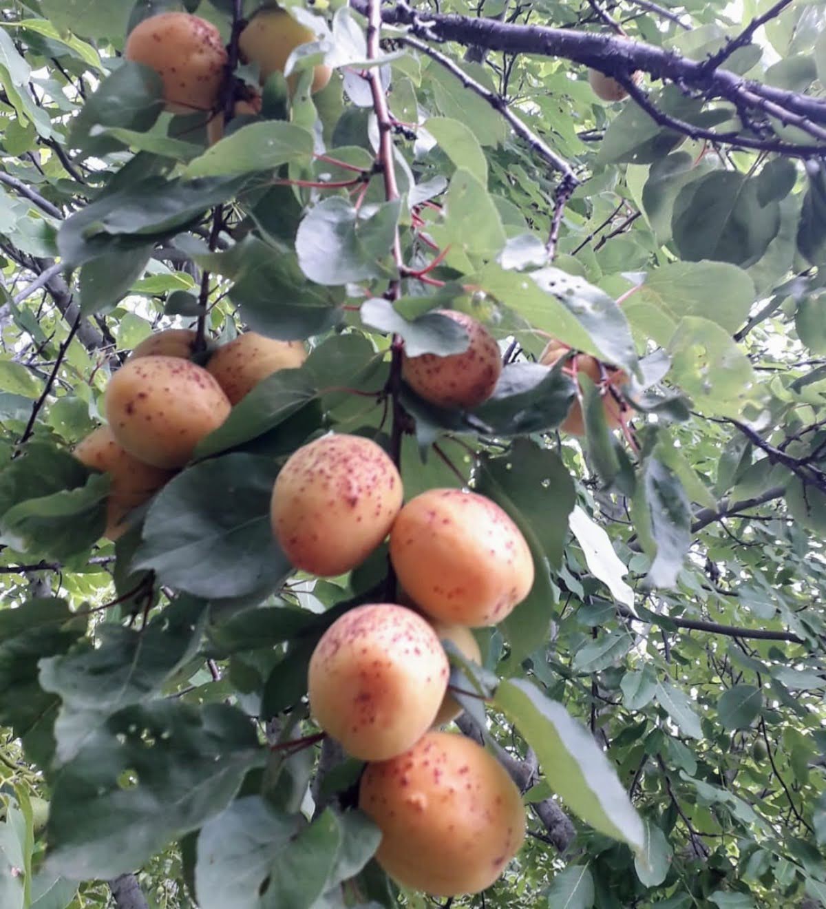 Kayısı (1 kg)