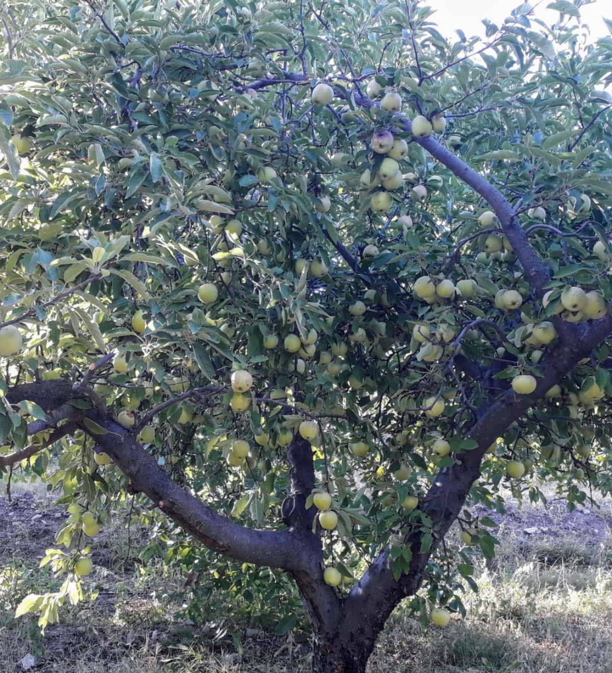 Yeşil Elma (1 kg)