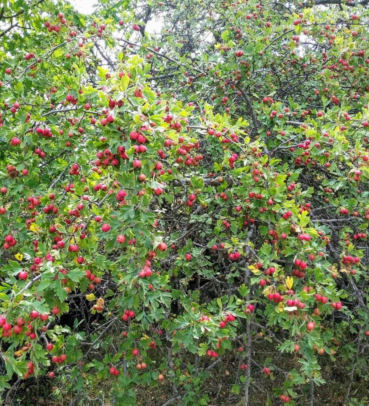 Kırmızı Alıç (1 kg)